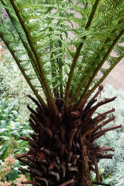 Dicksonia árbol de helecho de la corona