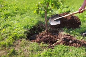 ≫ Aprenda A Trasplantar Un árbol O Arbusto 🧿 Erojardin