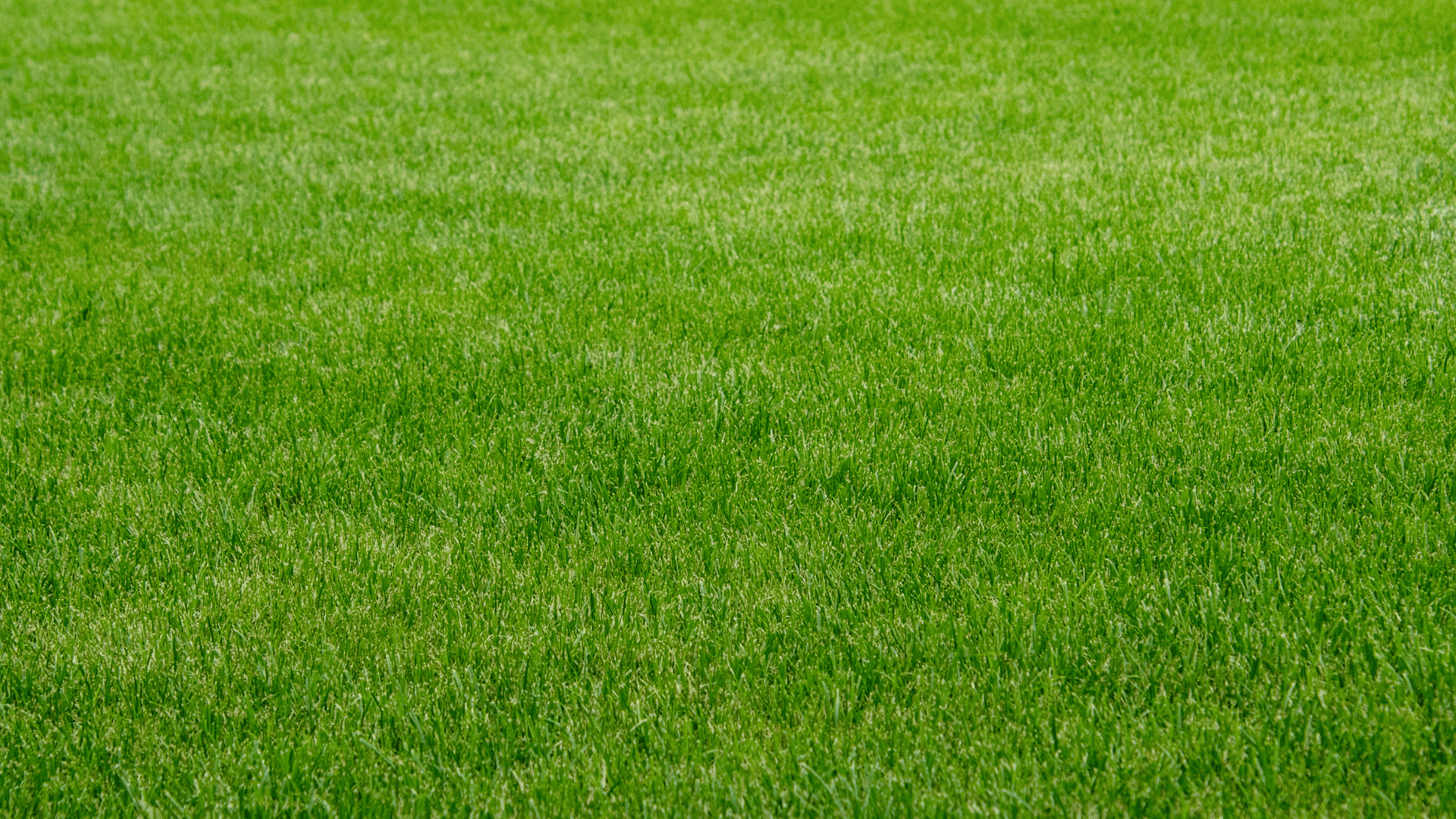 Jardinería en Madrid: los mejores consejos para el verano